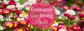 Container Gardening Ideas For Great Plant Pots All Year Round